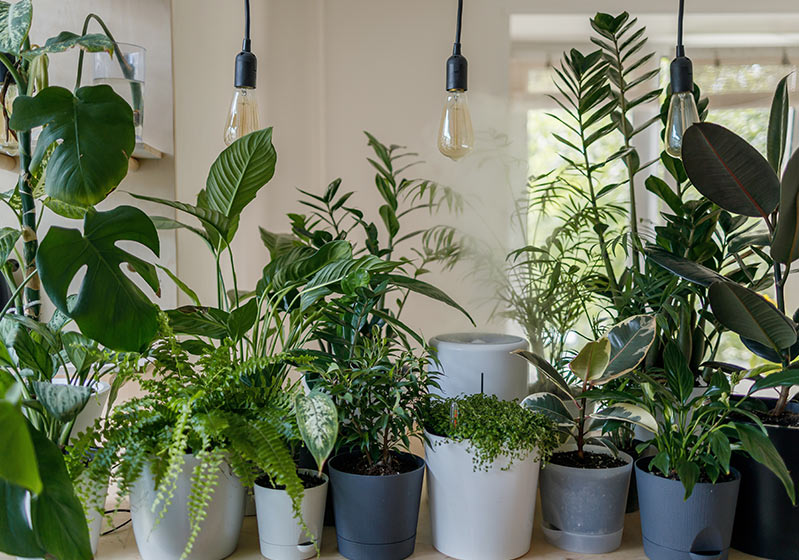 NASA Recommends - Top 10 Plants That Clean the Air in Your Home