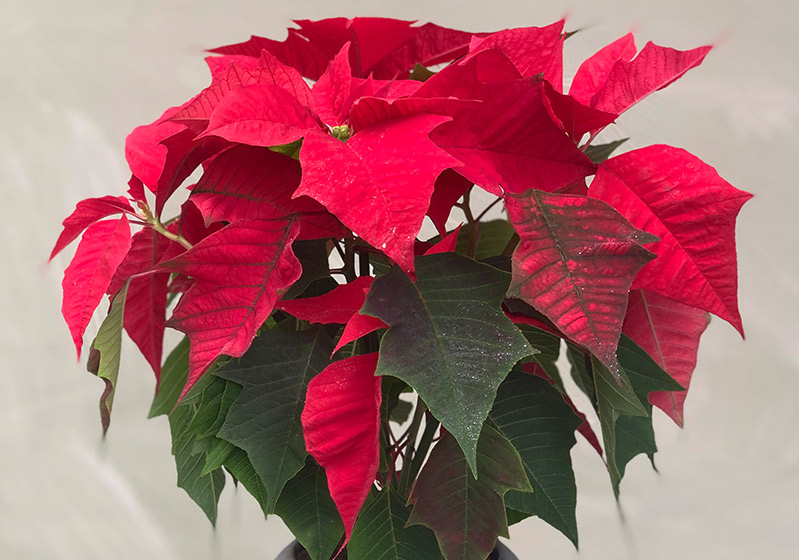 5 Dangerous Indoor Plants