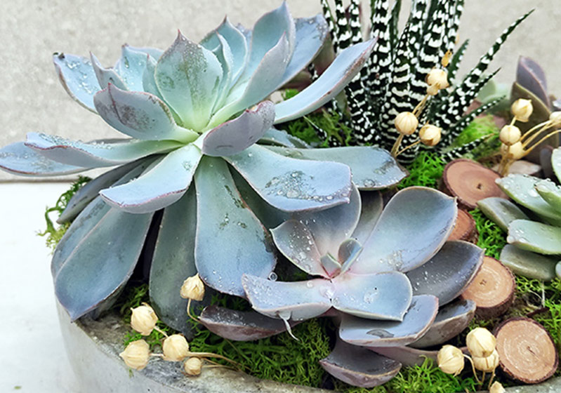 5 Floral Gifts for Men