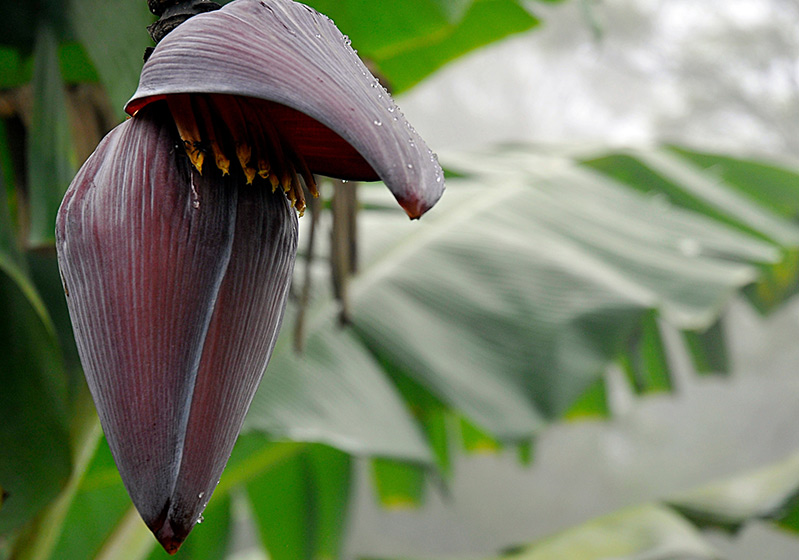10 Exotic Flowers