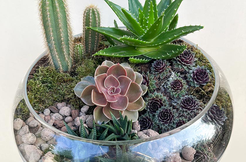 The 10 Easiest Plants to Care for