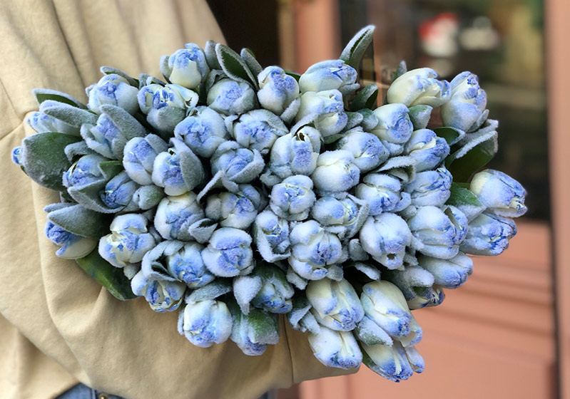 Choosing Flowers According to Seasons