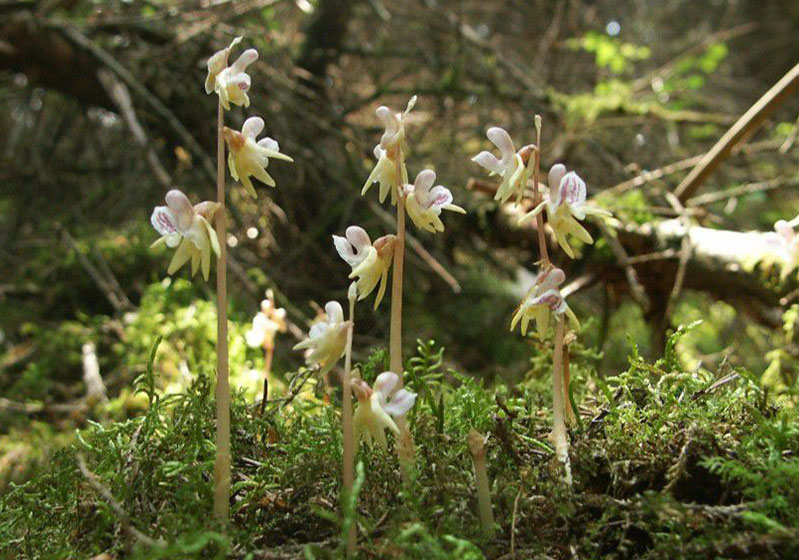 The Rarest Flower Types:
