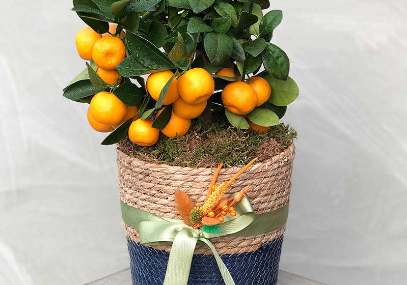 Miniature Tangerine Tree Care