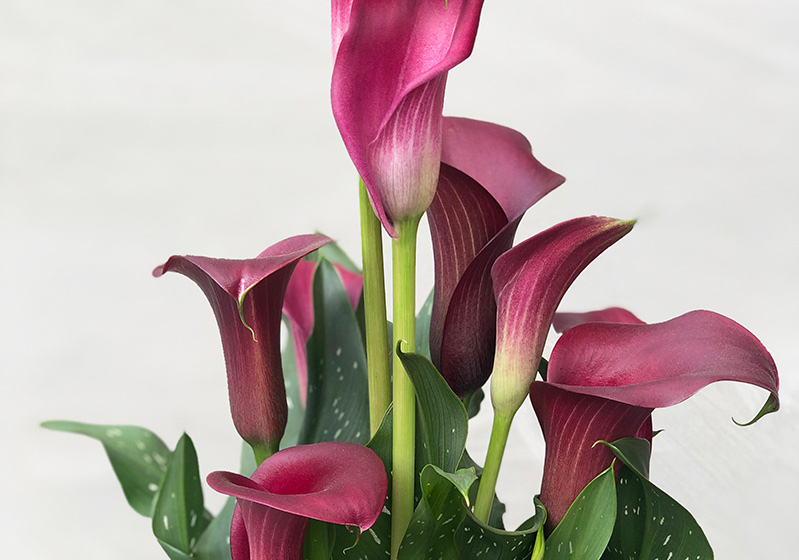 Balcony Gardening - 5 Plants to Plant in September