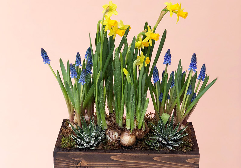 Garden Planning Guide