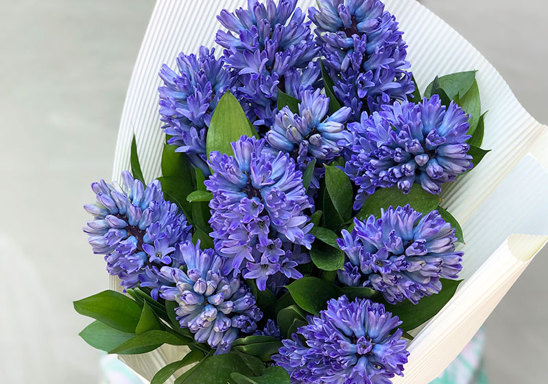 Herald of Spring Flowers