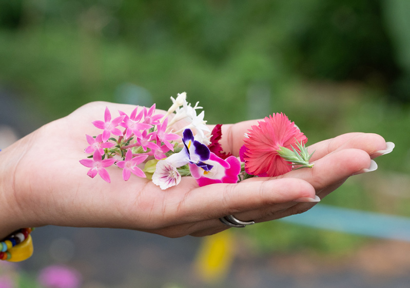 Edible Flowers