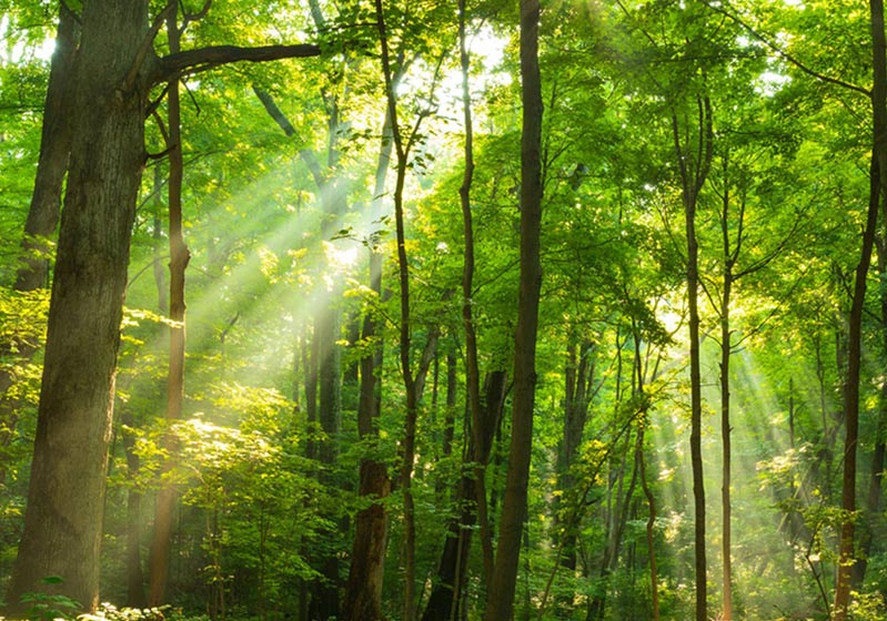 A New Wellness Trend - Forest Bathing