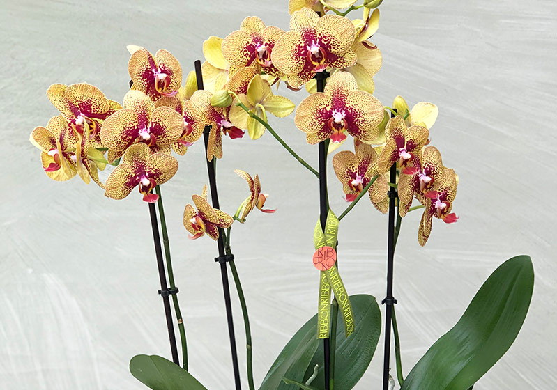 How Orchid Care Should Be?