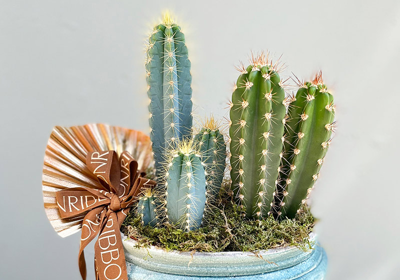 Effortless, Strong and Cool: Cactus