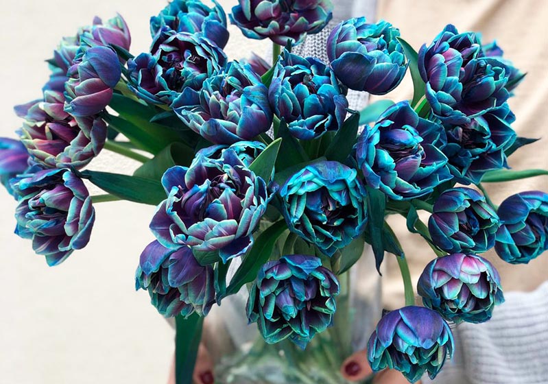 A RIBBON Legend: Galaxy Tulips