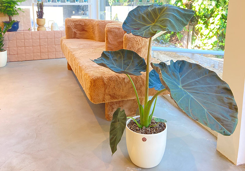 About Indoor Plants and Their Care