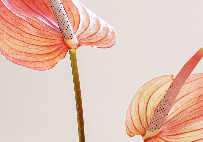 What is Floriography (Language of Flowers)?