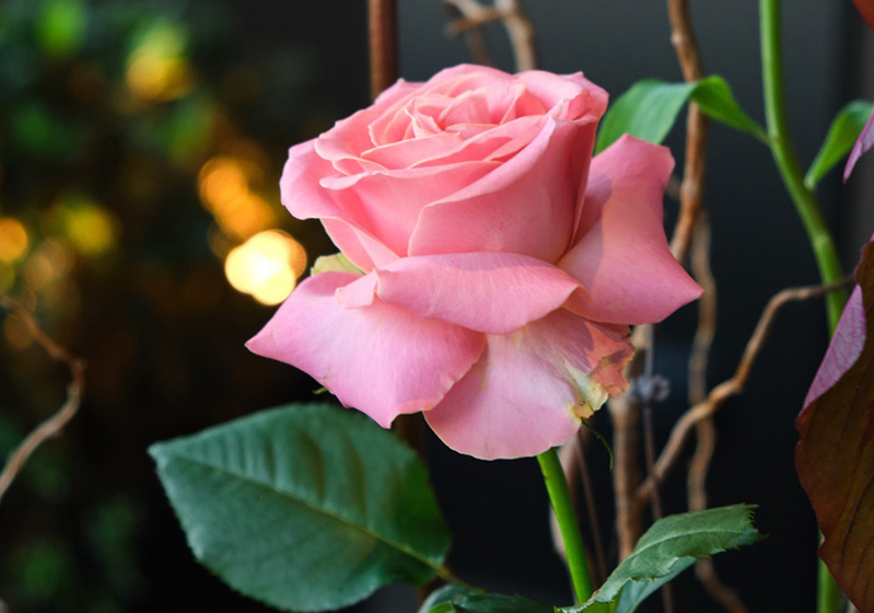 Best Books About Flowers