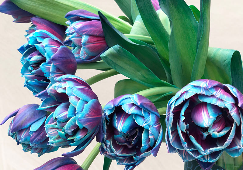 5 Rare Known Facts About Tulips