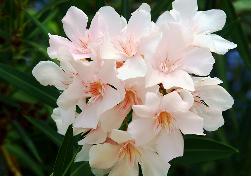 World’s Most Poisonous Plants