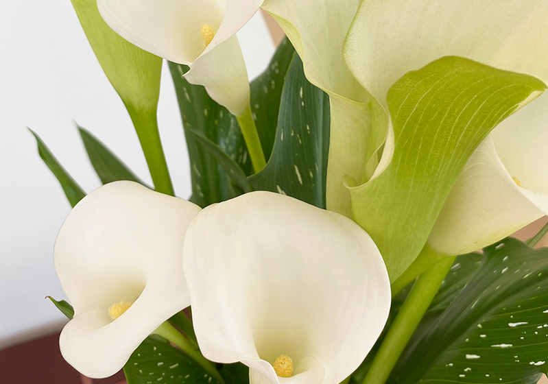 Gala Flower Care and Features