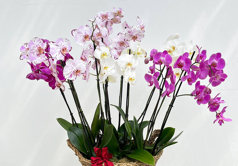 The Most Special Orchid Species