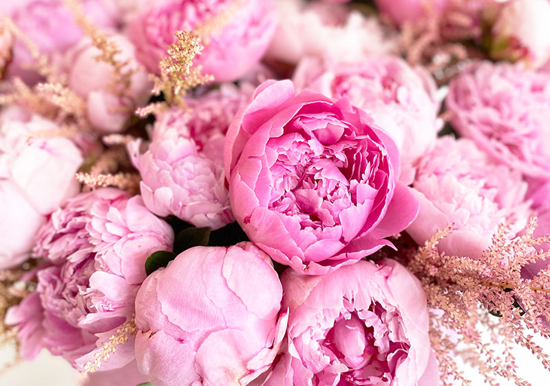 Peony Season Has Arrived