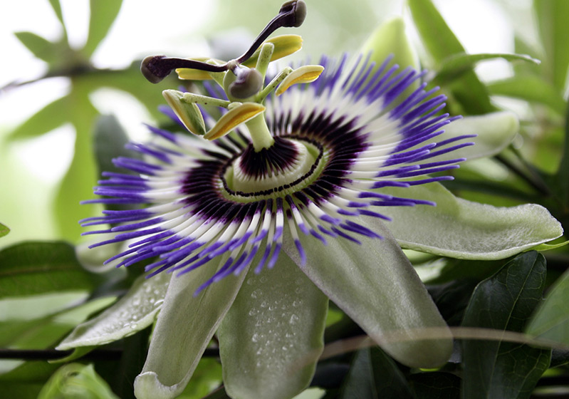What is Passiflora? What Using Areas That Passiflora Has?