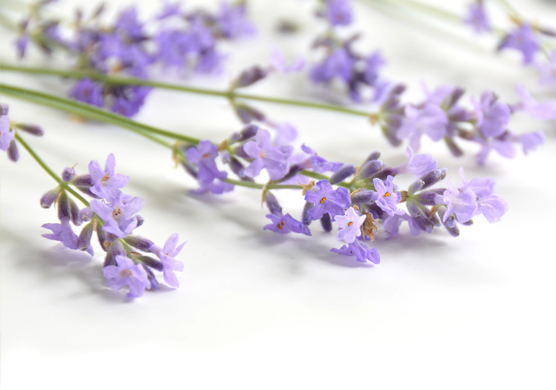 Heat Resistant Flowers And Plants