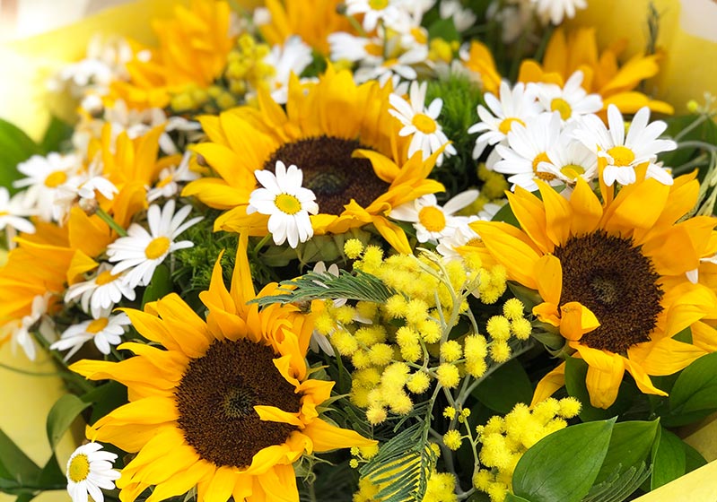 What is Sunflower? What Are The Benefits of Sunflower?
