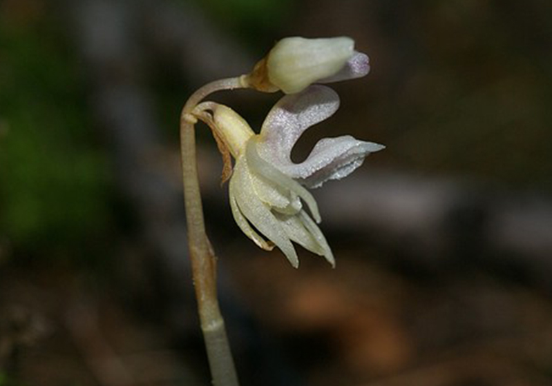 5 Interesting Orchid Species