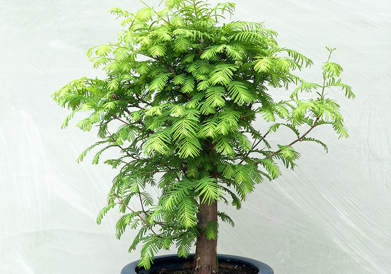 Plant Care - Bonsai