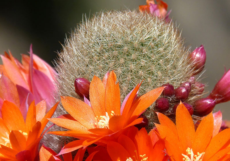 Types and Names of Blooming Cactus