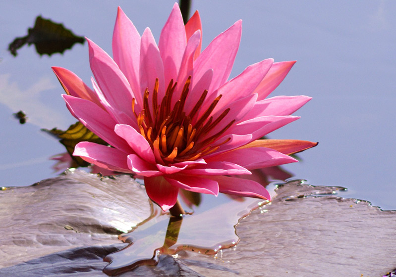 Lotus Flower Meaning