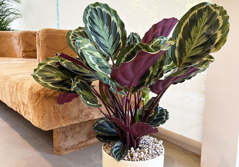 Plant Care - Calathea (Prayer Flower)