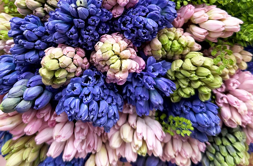 Hyacinth Flower Meaning and Care