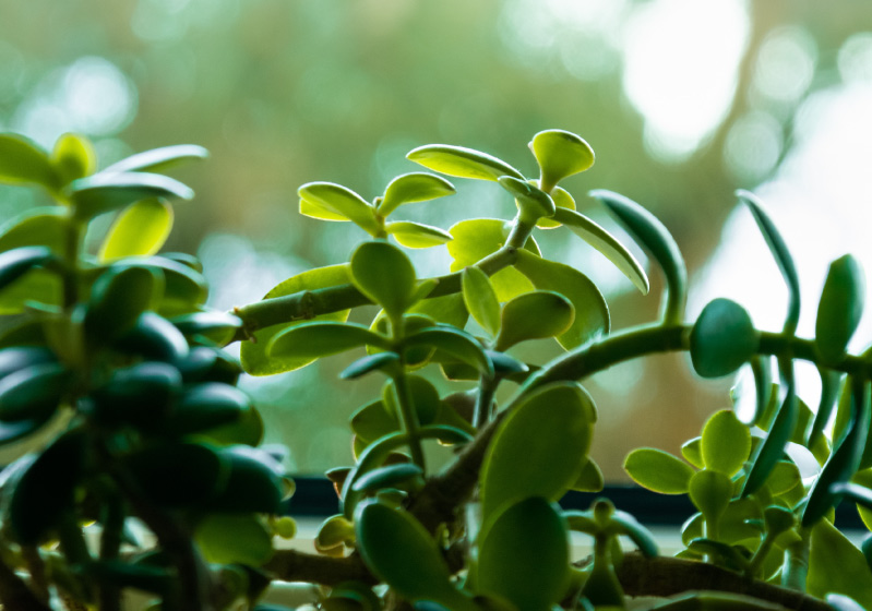 Money Flower (Crassula Ovata) Care – How to Care for Money Flower?