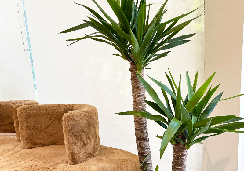 Plant Care - Yucca (Chandelier)