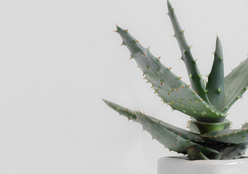 Aloe Vera Flower and Its Benefits