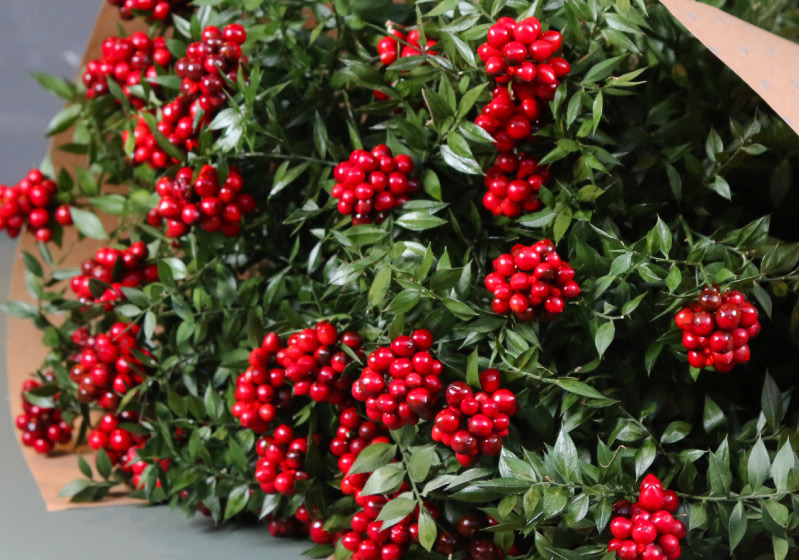 Christmas Flower Kokina Care–How to Propagate?