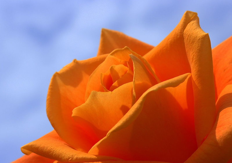 About the Equatorial Rose