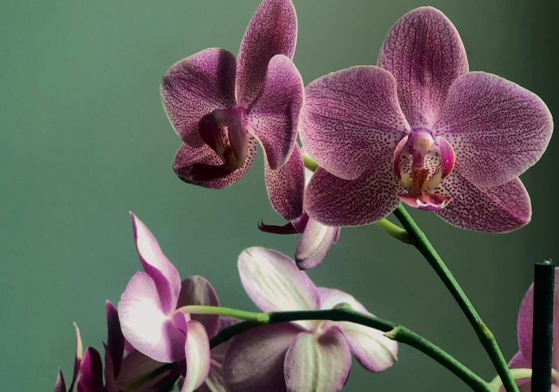 What Does Orchid Mean? Meanings of Orchid Flowers by Color