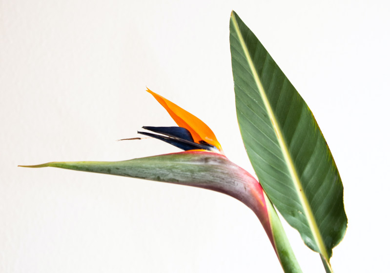 Starlice (Strelitzia) Flower Care and Reproduction