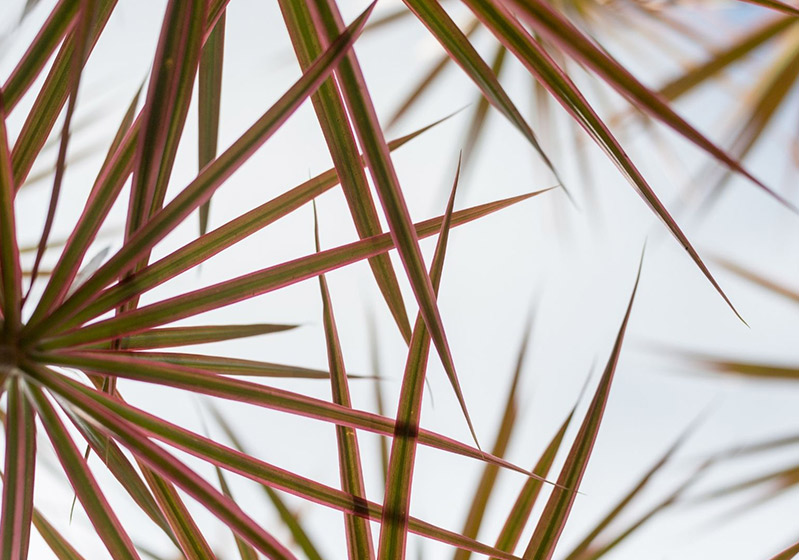 Dracaena Marginata Care and Features
