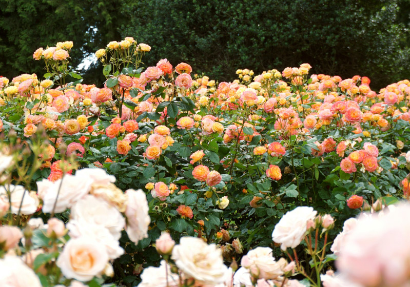 How to Care for Garden Roses? When is it planted?