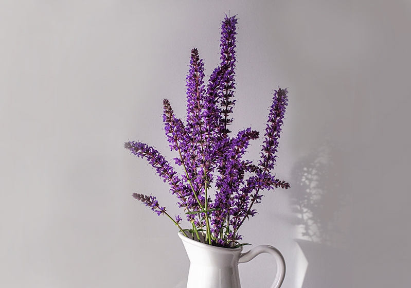 Lavender Flower Benefits, Care and Reproduction