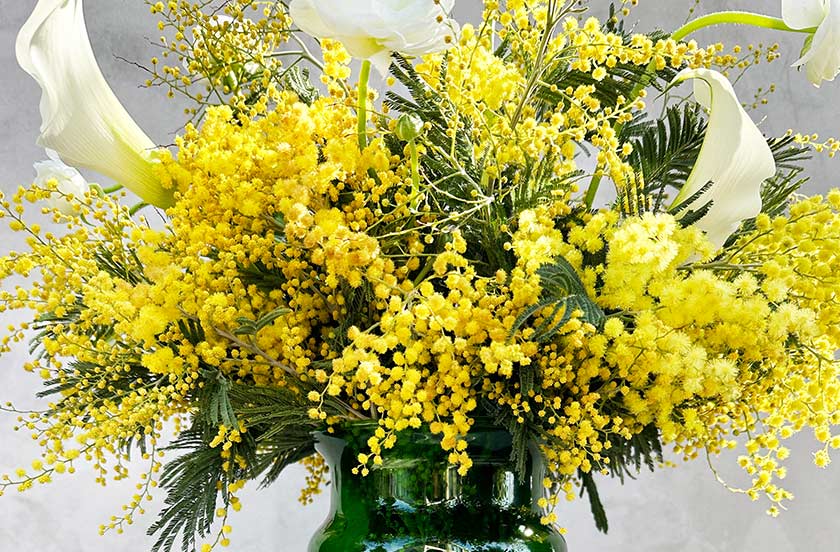 What is Mimosa Flower? Its Meaning and Story