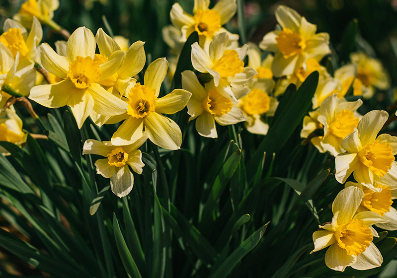 Iconic Flowers in the Movies