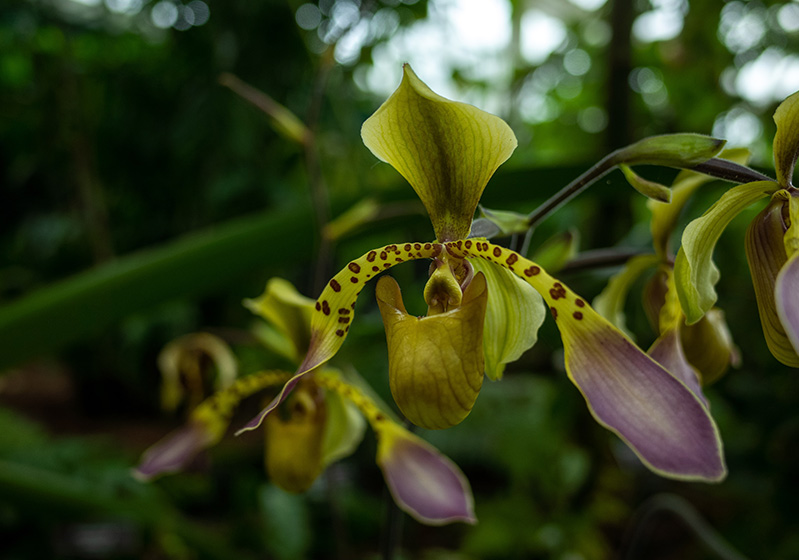 5 Fascinating Flowers Rare in the World