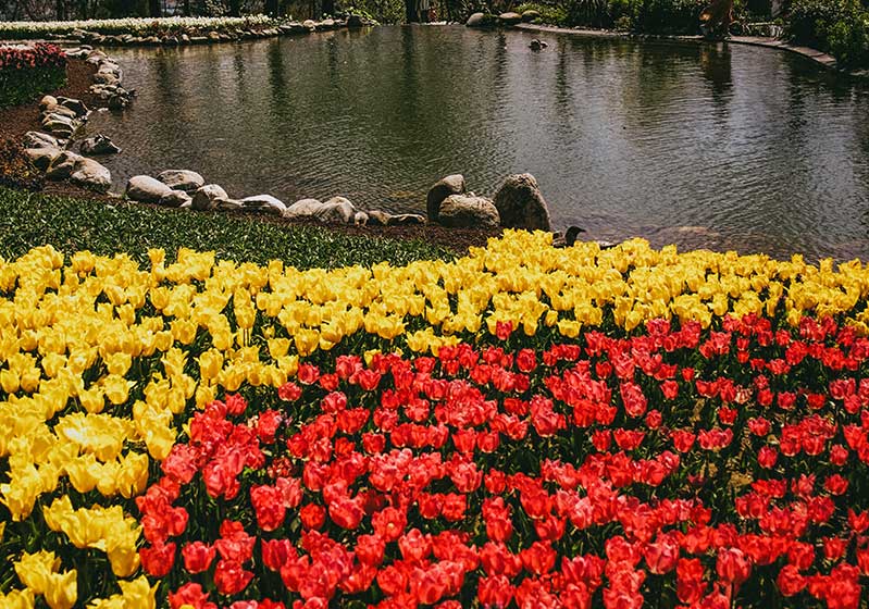Botanical Parks in Türkiye