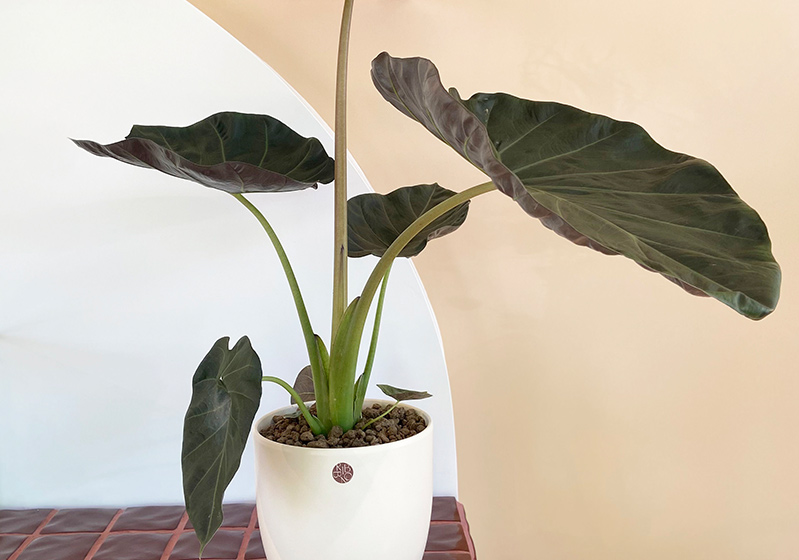 Ribbon Flowers Houseplant Recommendations