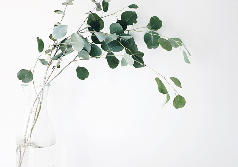 Feng Shui and Plants
